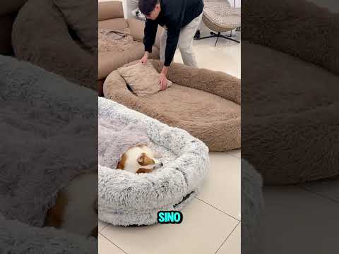 🐕 Compraron Una Camita Para Este Perrito Y Otra Para Acompañarlo❤️ (Créditos: 大魔王伏特加)