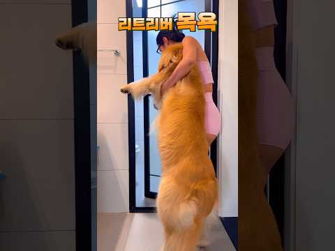 대형견 키우는분들 대단합니다