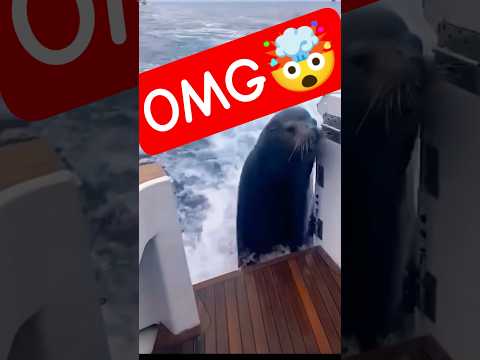 FUNNY AND CUTE😭#animals #mreita