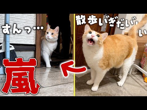 猫の動画サムネイル - 【なんで？】嵐の日に散歩に行きたがる猫を連れ出したら、秒速で後悔して帰宅しました。