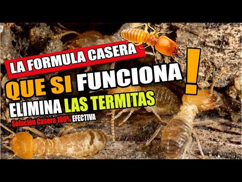 COMO ELIMINAR TERMITAS - ESTA es la FORMULA MÁS EFECTIVA 🏠 para proteger tu HOGAR