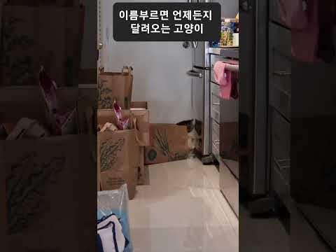 #고양이#cat#반려묘#댕냥이