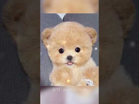 강아지 귀를 자른다고?!