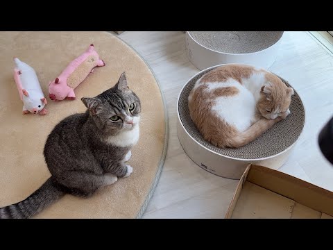 一緒に遊んでたのに先に弟が寝ちゃったときの兄猫の反応が可愛すぎましたw