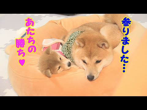 子犬が荒っぽい先住犬に激怒‼　反省して、おとなしくなる先住犬