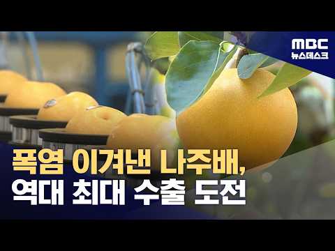 한 달 뒤 '추석'‥교포 선물용 나주배는 수출 시작 (2026.08.22/뉴스데스크/MBC)