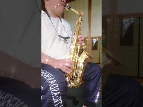 🎷サックス🎷おじさん いつもの下手クソな自宅練習。 #50代#おじさん#音楽#初心者#趣味
