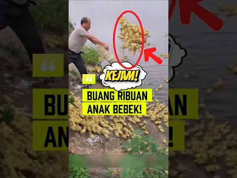 KELIHATANNYA SADIS… Tapi Ini Cara Cerdas Budidaya Bebek! 🤯 #budidaya #bebek #duck #shorts