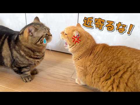 病院帰りで落ち込んでいる弟猫に追い討ちをかける兄猫w