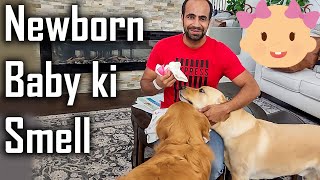 Dogs Reaction to our Newborn Baby Smell | They can't wait to Meet our Baby @ouramericandream1183