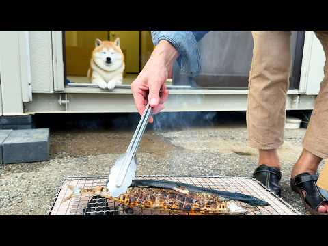 さんま焼き大会に参戦するも、生粋の室内犬なので室内からそっと焼き加減を見守るだけの柴犬