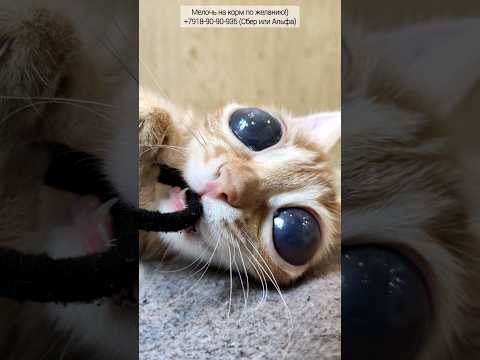 Маська рысь #коты #глаза #кот