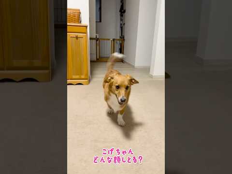コーギーを煽っても無視されるドーギーニッキ
