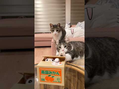 There is a kitty stuck in the box! #cat #catlovers #funny #funnycats #cute
