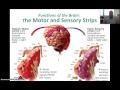 Cerebral Cortex Functions and Structures