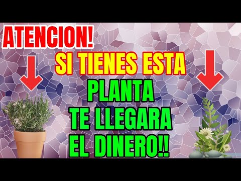 ATENCION!!  SI TIENES ESTA PLANTA TE LLEGARA EL DINERO!!