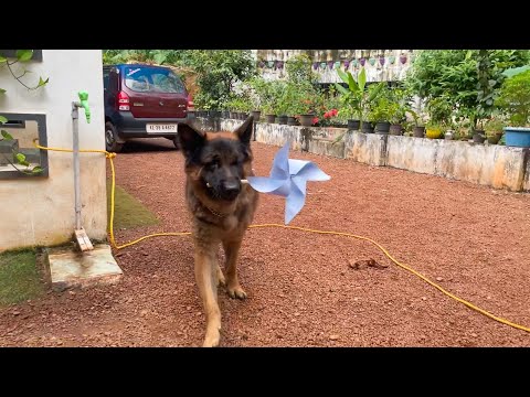 ലെയ്ക്കമോൾടെ പുതിയ കൂട്ടുകാരെ കാണാം 😍🐸|LeoLaika|Chottuz