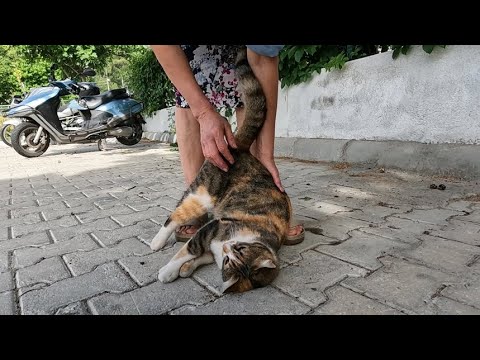 Calico cat suddenly fell to the ground after getting too relaxed