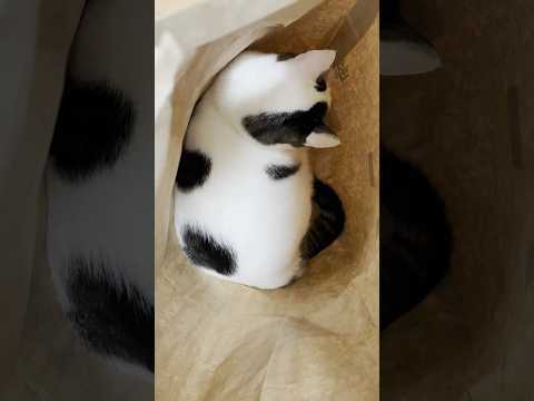 猫と豆大福の癒しの日常風景 サムネイル