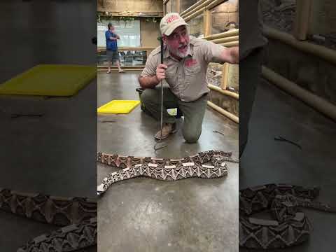 Two beautiful gaboon vipers🤩 These two have suc Follow Me Here!!

Meet Me Here_ https_//linktr.ee/thereptilezoo
Facebook_ https_//www.facebook.com/p