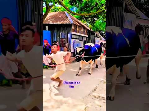 আল্লাহ তুমি করো একটু মেহেরবানি।কুবল করো আমার কুরবানী ❤️ #kurbani #eid #best #cow #youtubeshorts