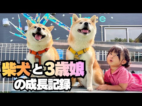 成長が遅いと言われた娘が、柴犬達と過ごし頼もしい3歳児に！【成長記録】