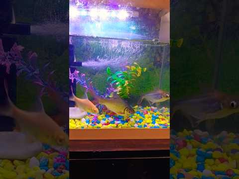 #fishaquarium #funny #vairalshort #aquarium 🐠🐠🐠🐠🐟🦈🐳🥰😍😘🙏🙏