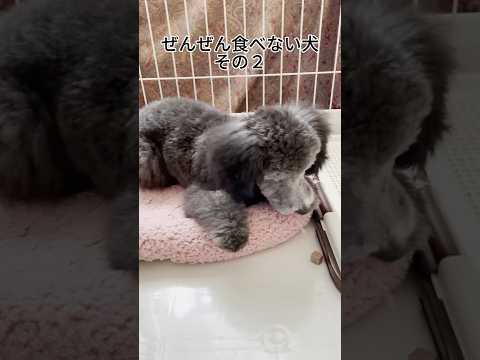 【犬あるある】全然食べない犬その２ #トイプードル #犬 #かわいい #癒し #見て #犬のいる生活