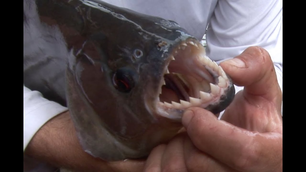 MONSTER PIRANHA AND PAYARA! GUYANA! DMFD!