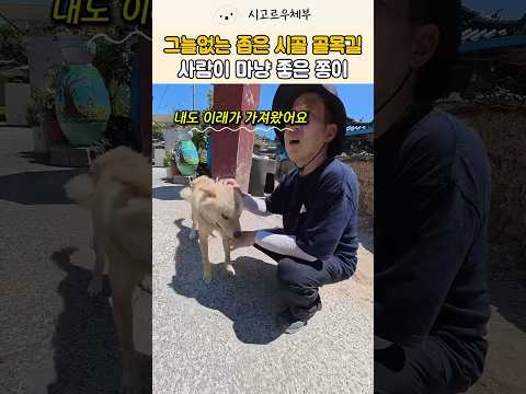 동네 소문난 <strong>순둥이</strong> 시골개 쫑이 #강아지 #반려견 #shorts