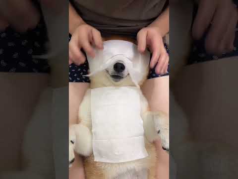 please help me grow 🙏#pettips #doghealth #dogbreeds #dogcare #dognutrition #viralshort #dogs