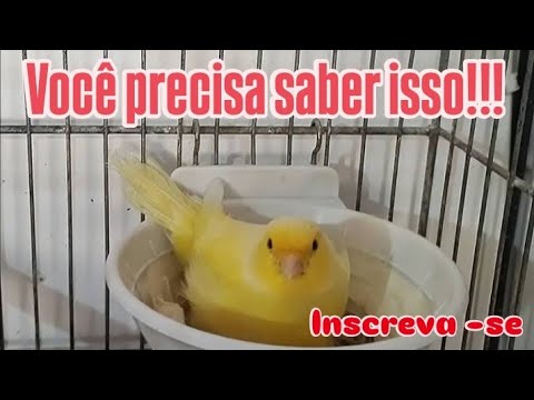 Quantos dias leva para a fêmea botar novamente após o nascimento dos filhotes???