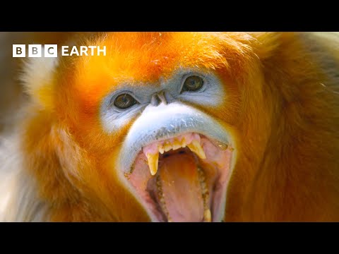 Monkeys Battle Over Pinecones | A Perfect Planet | 4K UHD | BBC Earth