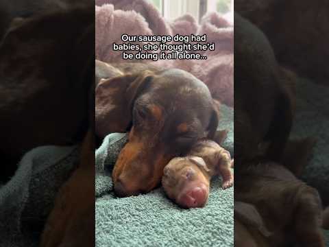 The dad that stepped up 🥹❤️ #dogs #yourdog #pets #americanbully #bullybreed