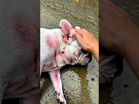 Injured Dog Found on the Street – A Heart-Touching Rescue Story#dog #pets #lovedog