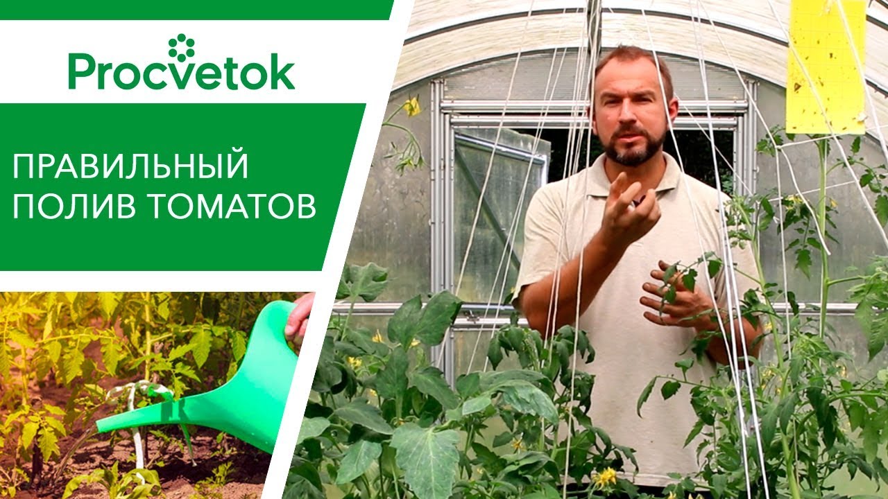 Утром или вечером? Руководство по поливу помидоров.
