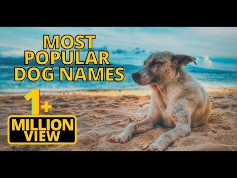 Top 20 Most Popular Dog Names 2018 !! Unique Puppy Names