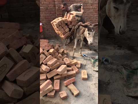 donkey loading for brick of construction work #shorts #trending