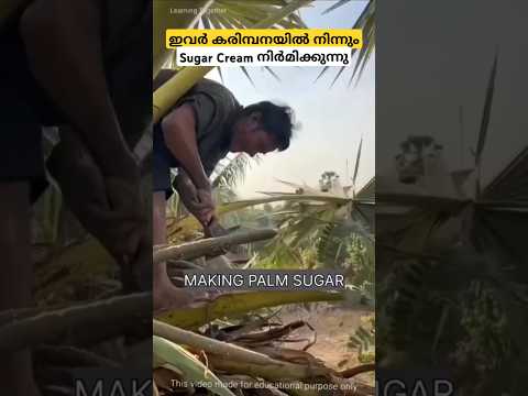 എങ്ങനെയാണ് ഇവർ കരിമ്പനയിൽ നിന്നും Sugar Cream നിർമിക്കുന്നത്🤔| #farm #sugar #agriculture #shorts