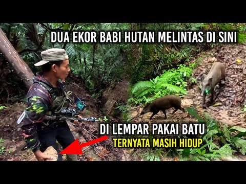 BABI HUTAN KELUAR SARANG | Berburu di lokasi yang jarang di jamah | Amazing.