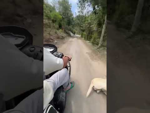 PoV : Labrador dog on attack mode 😂😂😎 #dog #labrador #funny