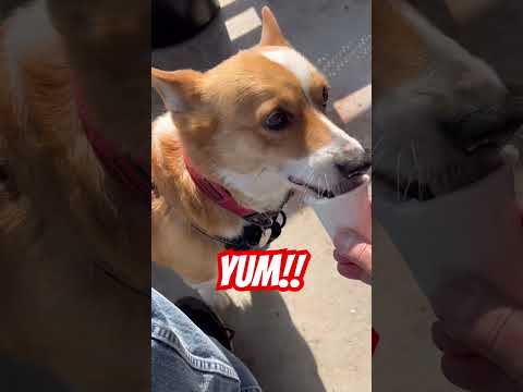 Snack Time with Corgis (Yum!)