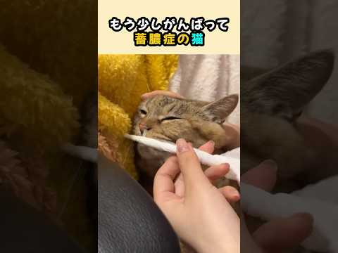 もう少しがんばって、鼻水が止まらない猫。