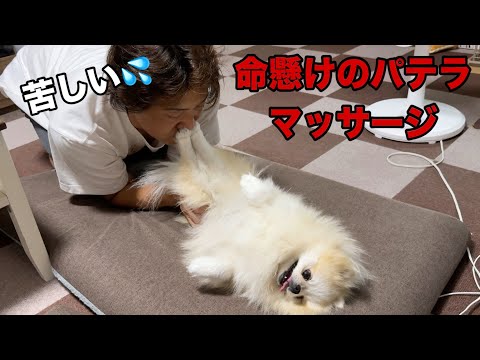 パテラのマッサージをするのも命懸けです