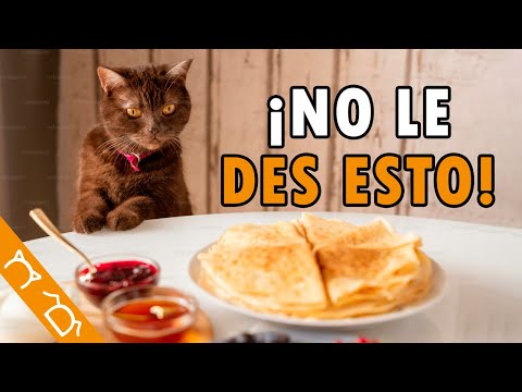 Comidas Que NO Pueden Comer Los Gatos (PODRÍAN MATARLO)