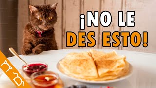 Comidas Que NO Pueden Comer Los Gatos (PODRÍAN MATARLO)