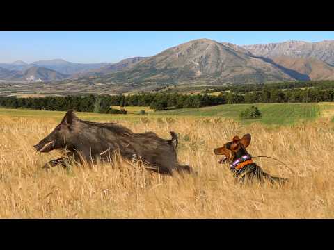 WILD BOARS ATTACK FIELDS! Fearless Dogs & Perfect Hunting Shots!