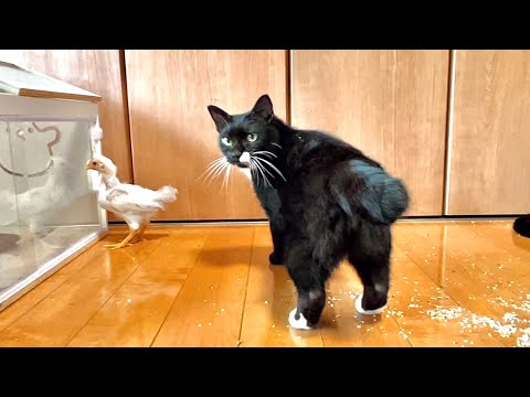 猫の動画サムネイル - 巨大化してきたヒヨコを部屋に解き放つと大惨事に。。