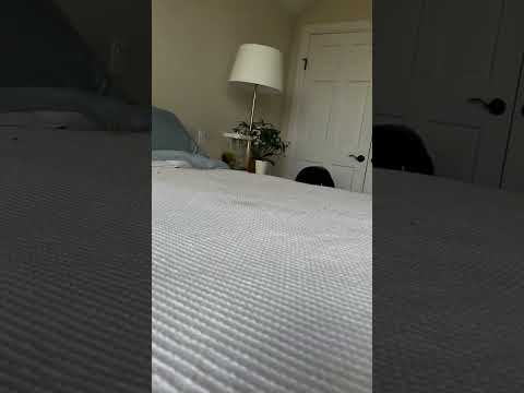 Cute baby Quail💗 #viralvideo #cuteanimal #cute #shortvideo #yt #trend #quail #quailfarming #trending