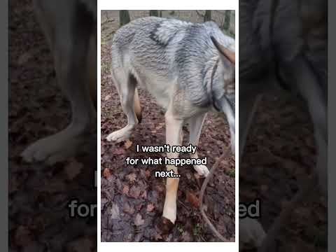 Wolves are so awesome!😭❤️ #wholesome #animals